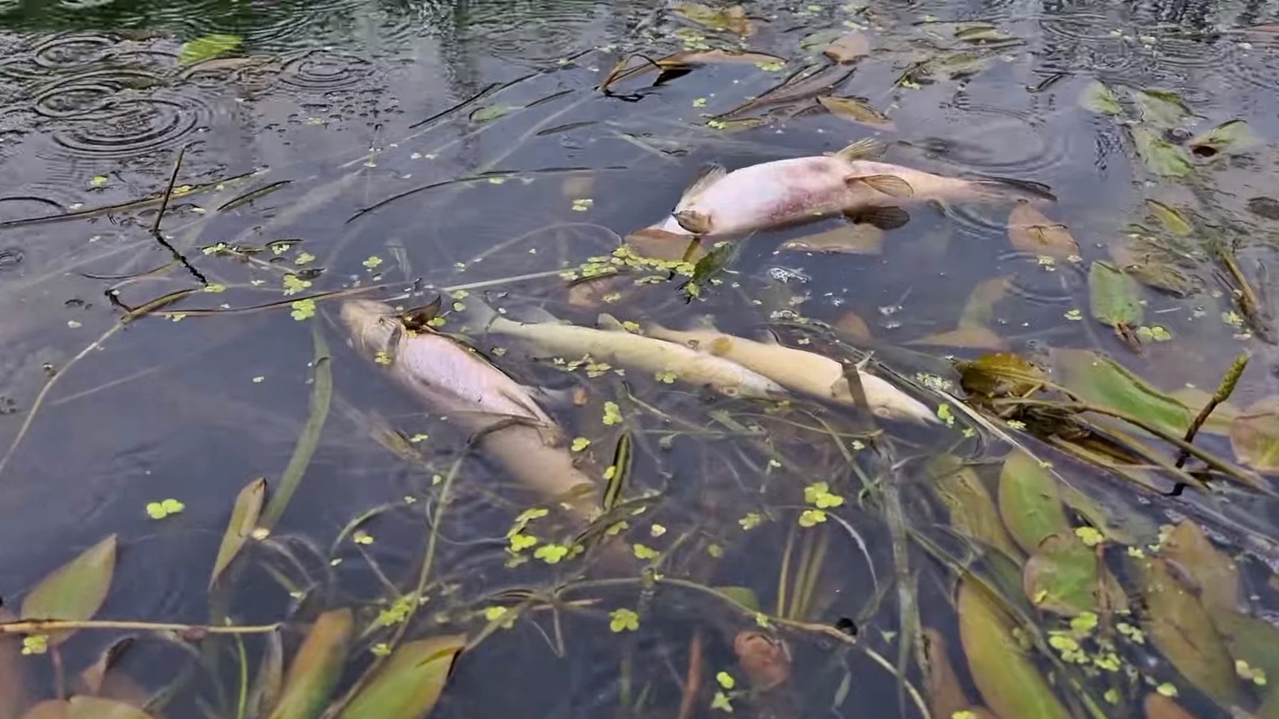 Śnięte ryby pojawiły się w niedzielę wielkanocną w Czarnej Hańczy w Suwałkach