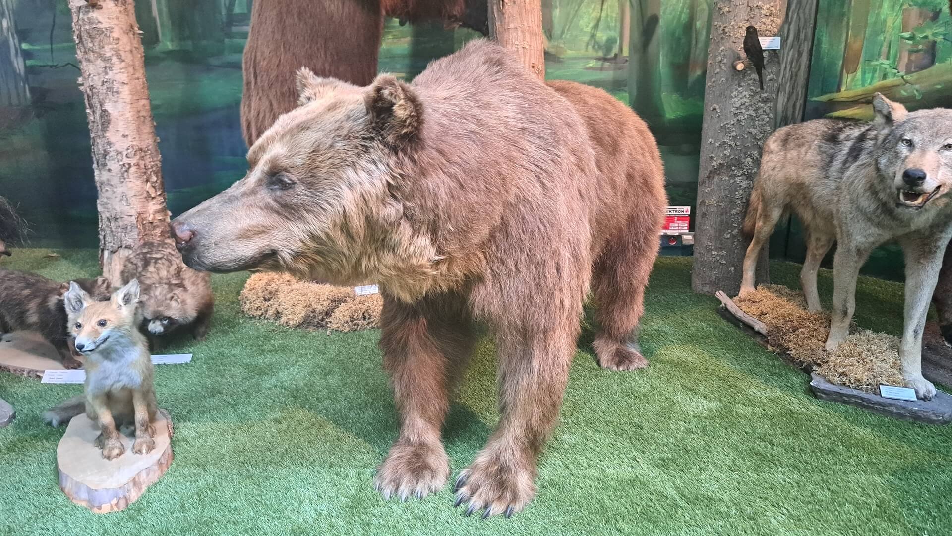 Eksponat misia Grzesia można oglądać w kampusie UwB