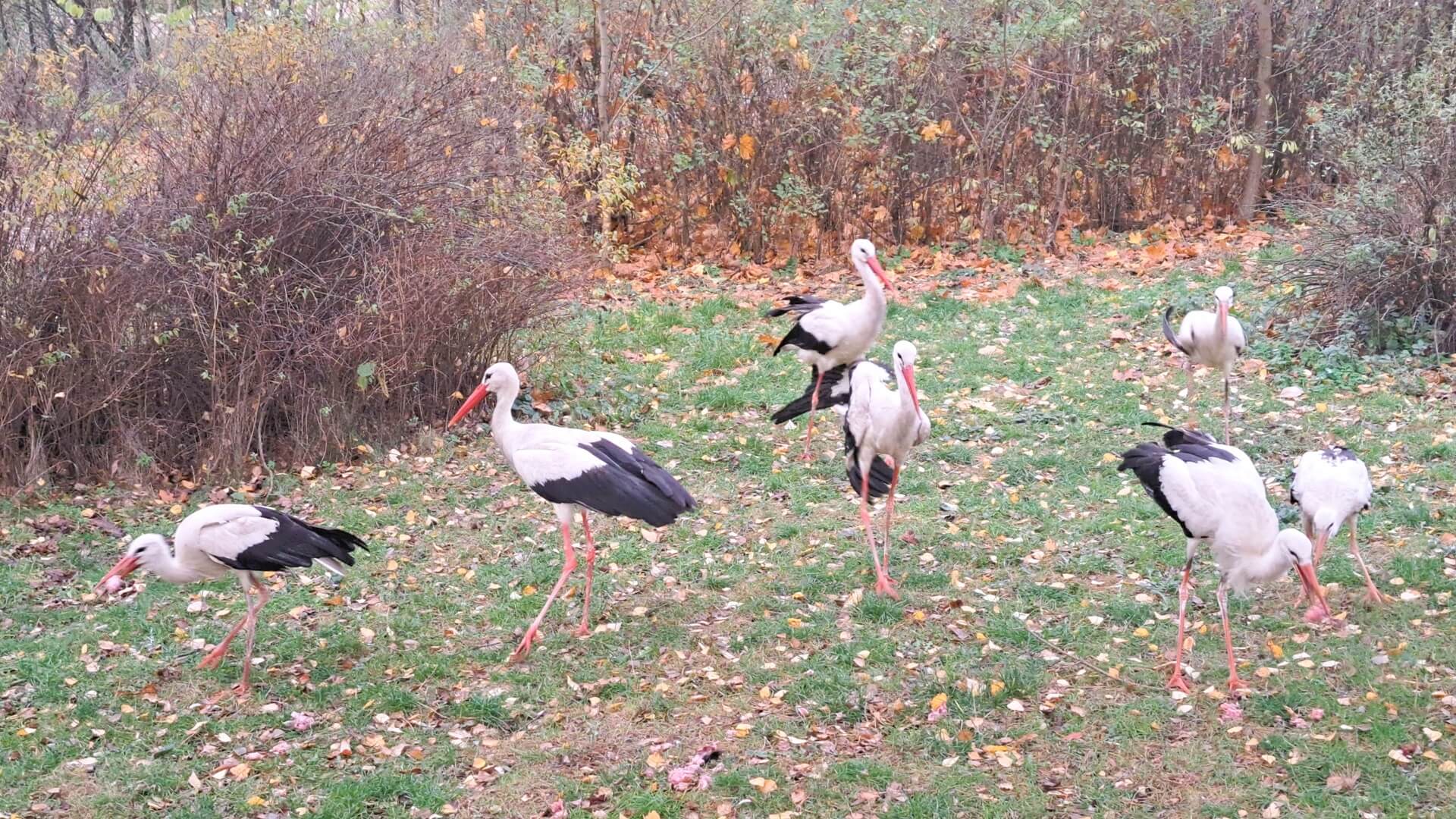 Ośrodek Rehabilitacji Zwierząt w Drozdowie pomaga ptakom już także przez sezon zimowy