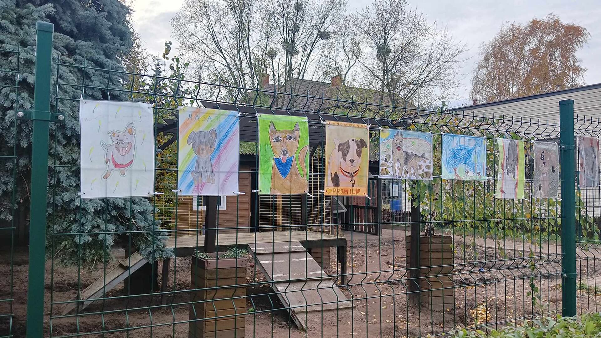 Schronisko "Dolina Dolistówki" rozpoczęło kolejną edycję akcji promującej adopcję starszych psów