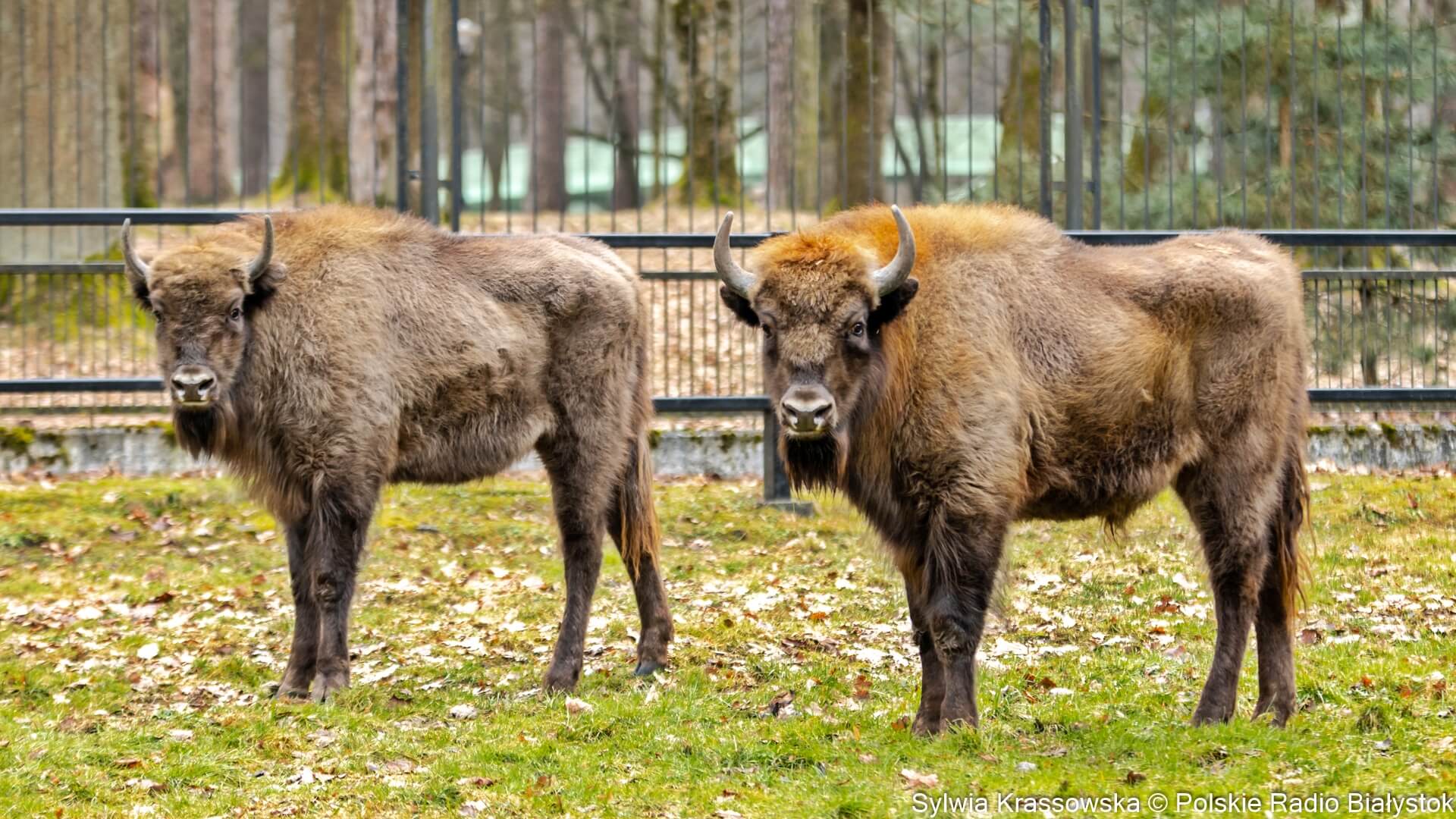 W białostockim zoo zamieszkały dwa żubry - Porania i Poskrom [zdjęcia]