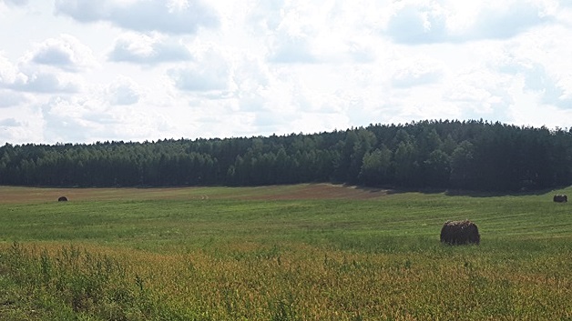 Samorządowcy z okolic Puszczy Knyszyńskiej protestują przeciwko ograniczeniu wycinki drzew