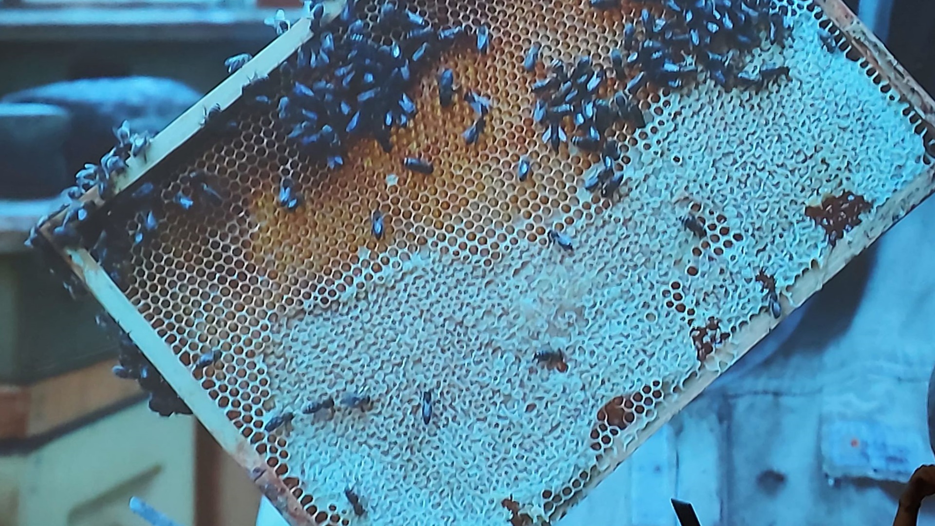 Chociaż pora na to nie jest odpowiednia, pszczoły wybudziły się z zimowego snu