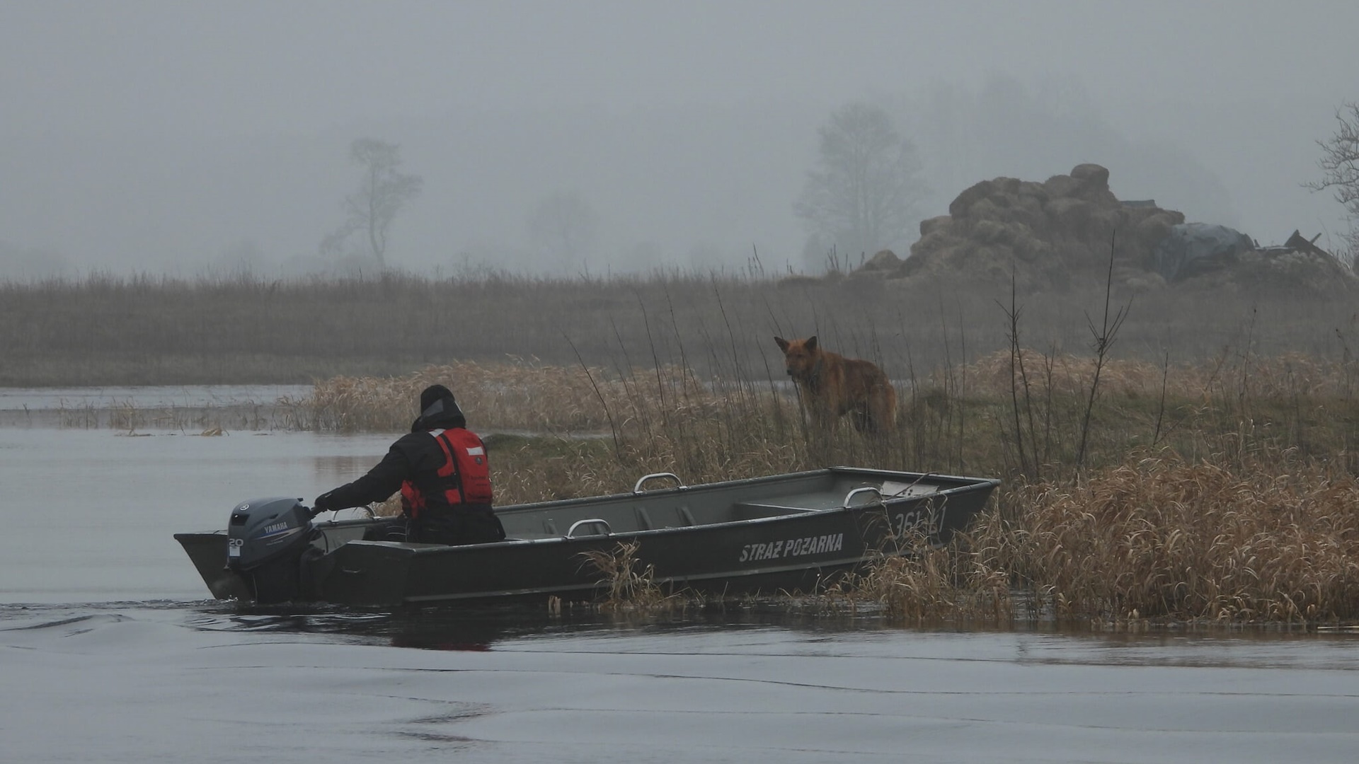 Dzięki internautom udało się uratować psa, który utknął na narwiańskich rozlewiskach