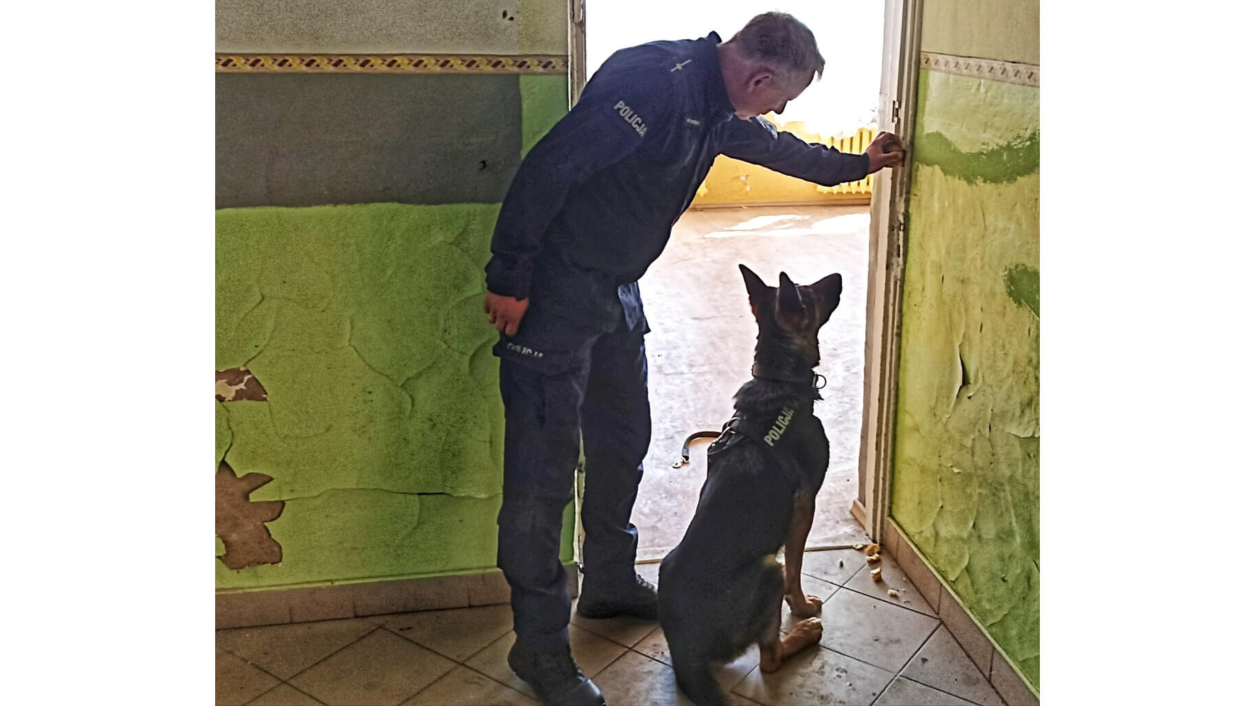 Łomża: Policyjny pies odnalazł prawie kilogram narkotyków