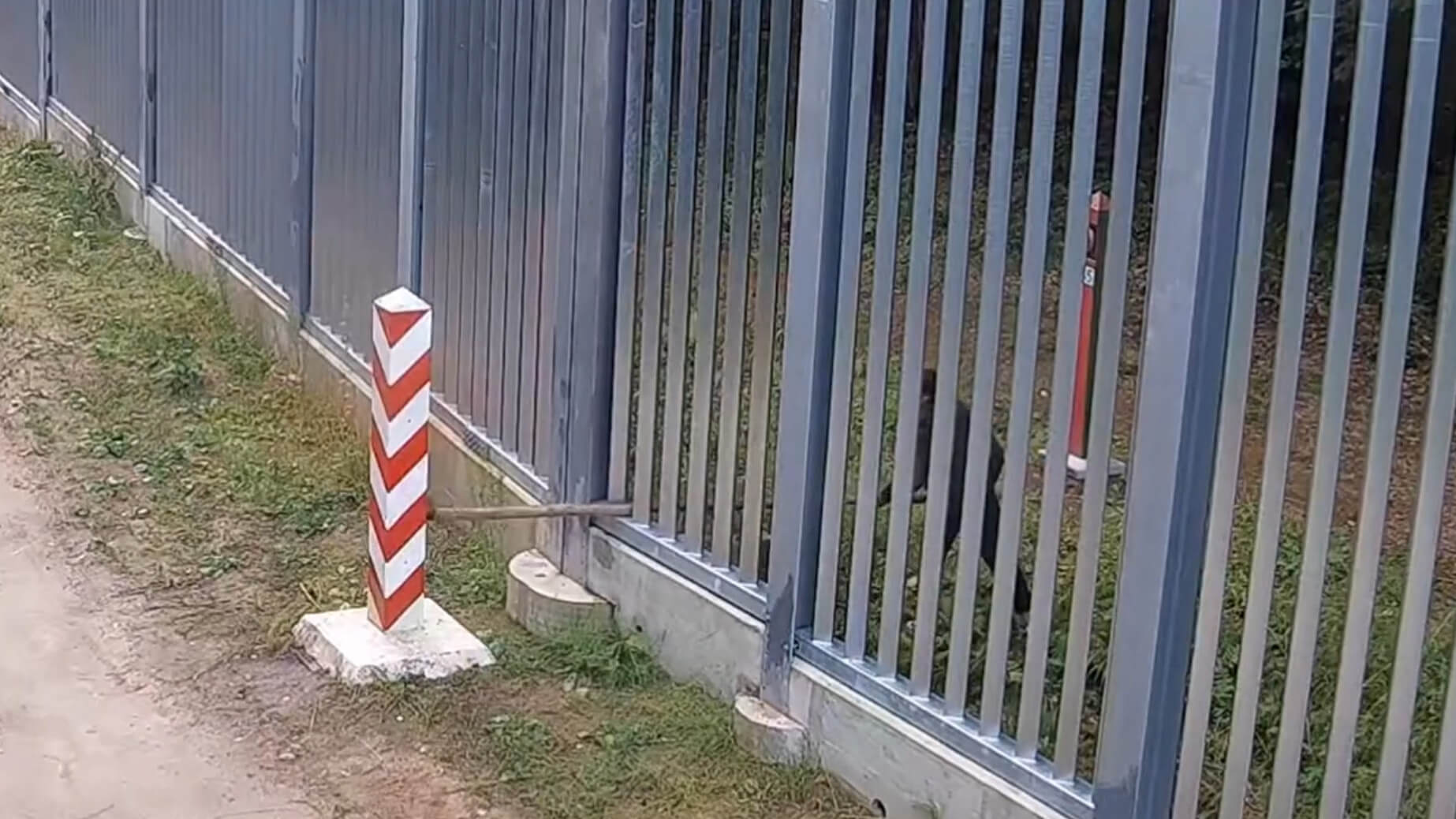 Straż Graniczna opublikowała nagranie, na którym cudzoziemiec próbuje zniszczyć polski słup graniczny [wideo]