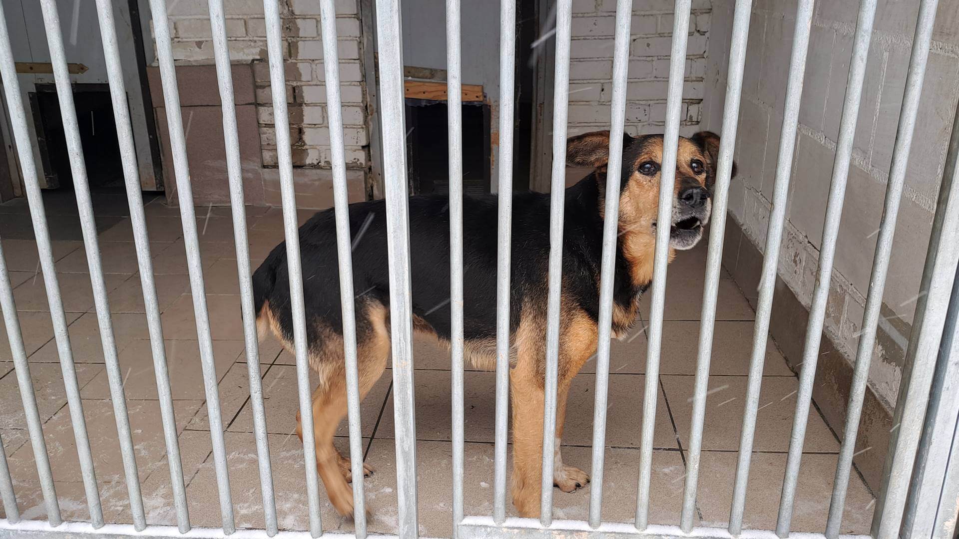 Te psy uciekły przed fajerwerkami. Czekają na właścicieli w białostockim schronisku [zdjęcia]