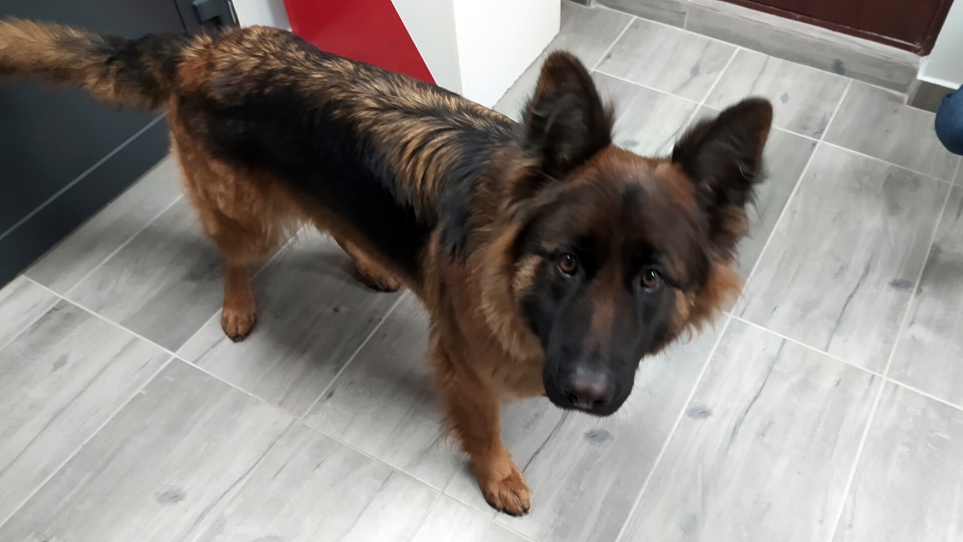 Radna chce, aby samorząd dofinansowywał czipowanie psów