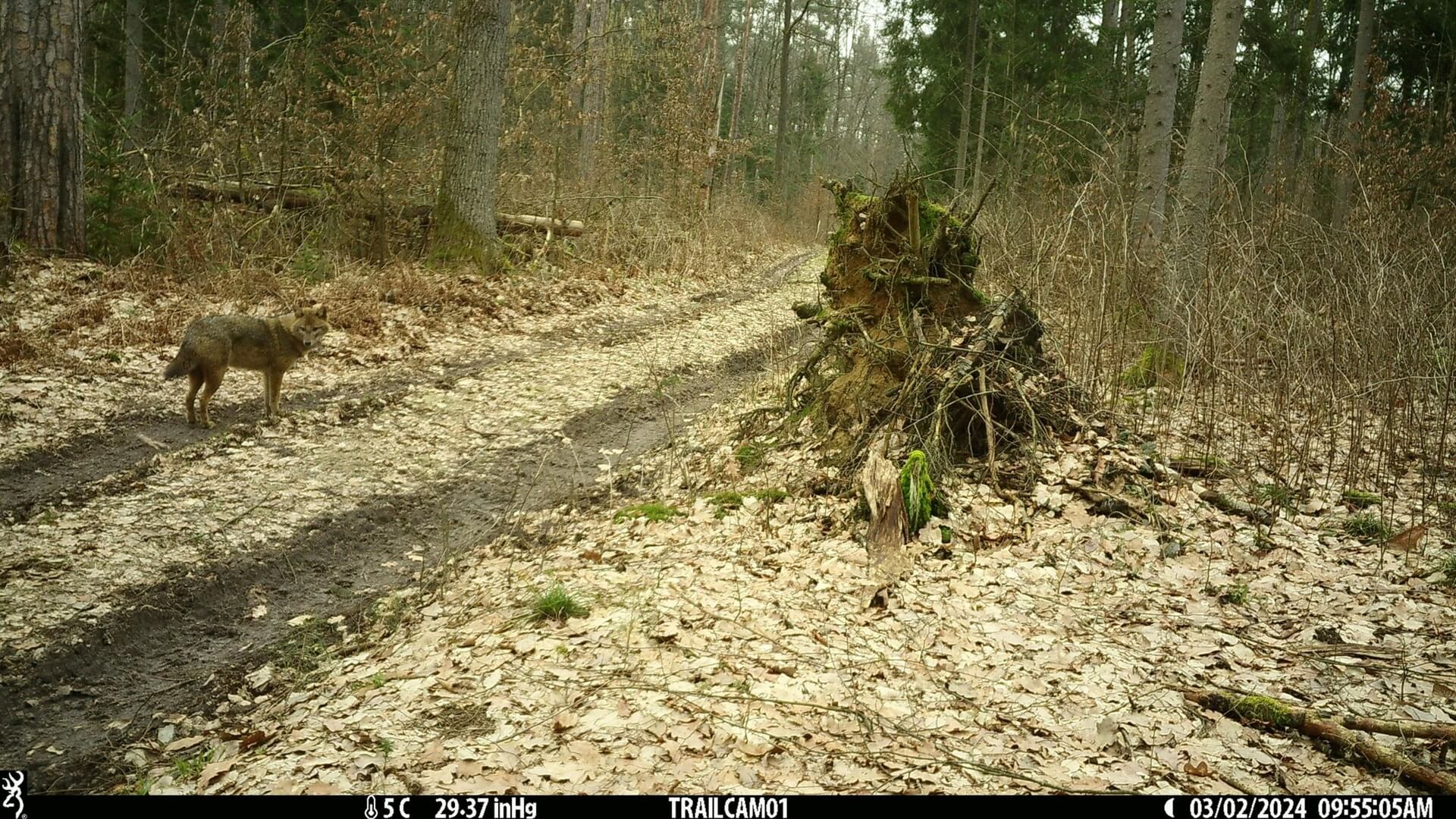 To niezwykłe wydarzenie - naukowcy zaobserwowali w Puszczy Białowieskiej szakala