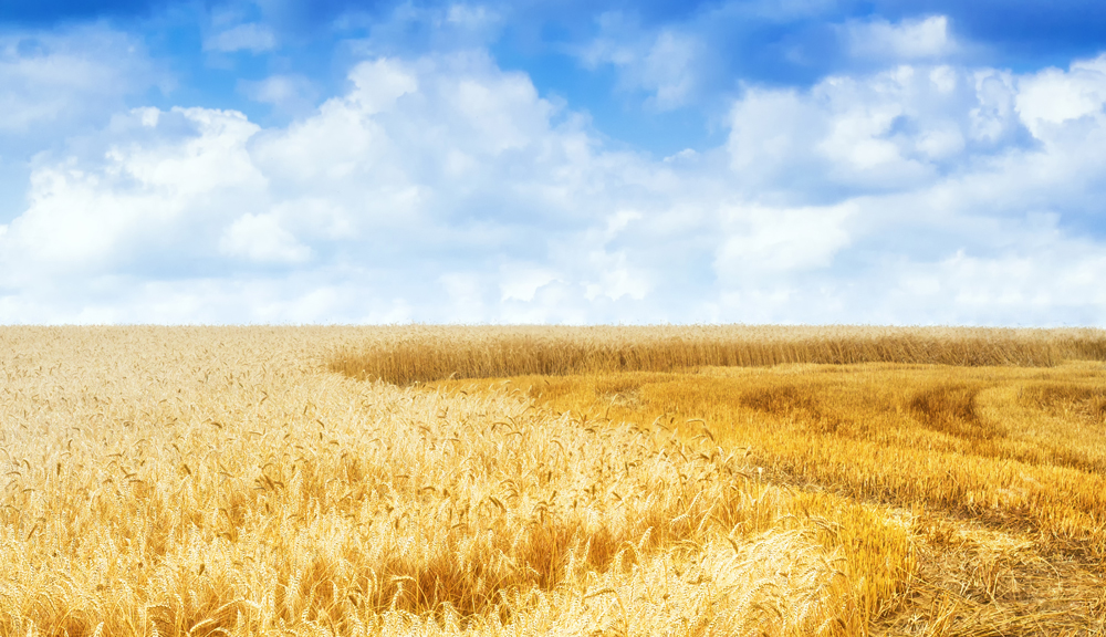 UKRAIŃSKA DUMKA / УКРАЇНСЬКА ДУМКА