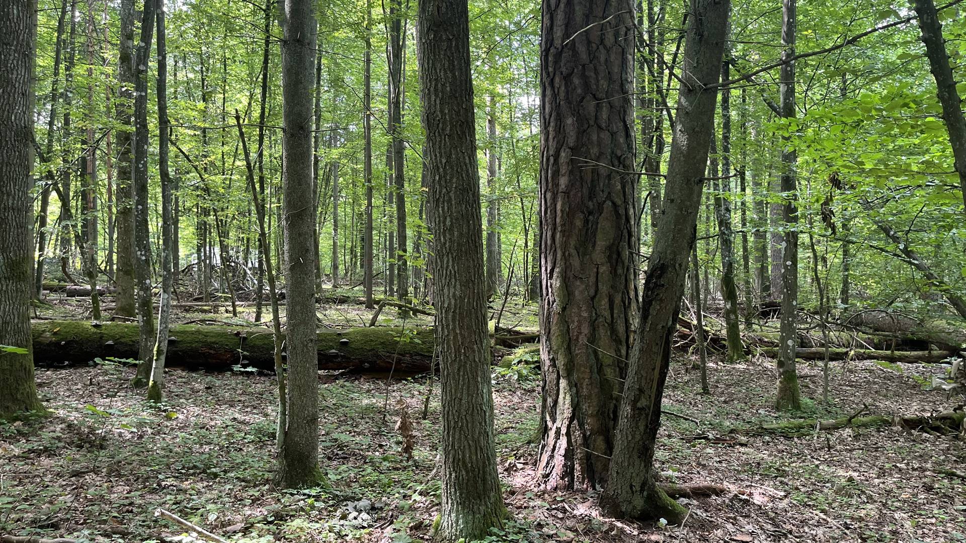 IOŚ podsumuje prace nad planem zarządzania obiektem Białowieża Forest