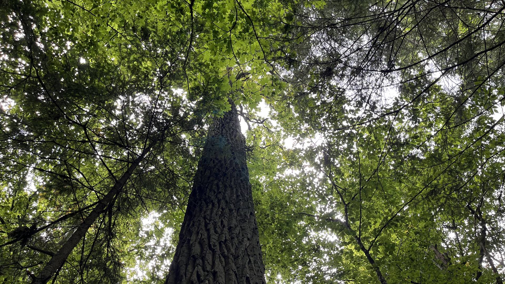 Konsultacje ws. planu zarządzania Puszczą Białowieską. Samorządowcy zapowiadają walkę