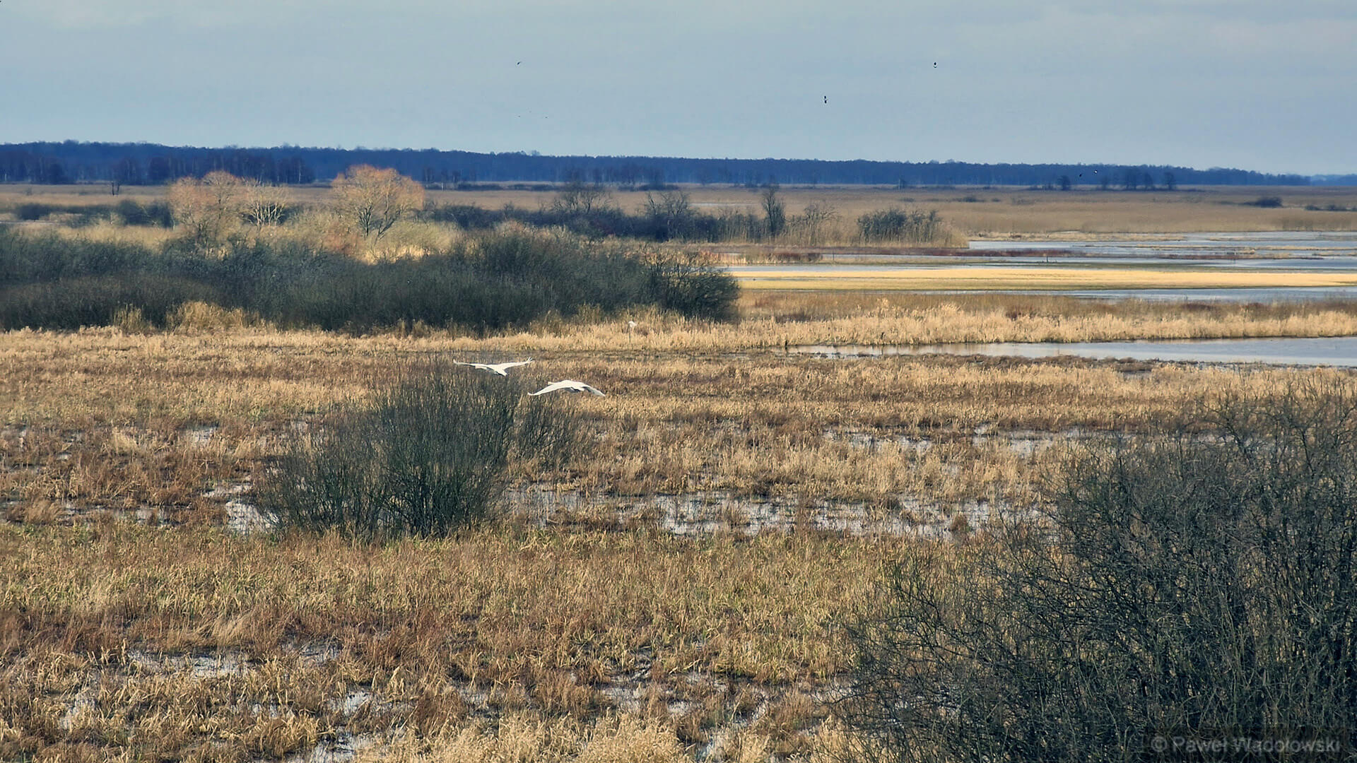 Jesień nad Biebrzą - nie tylko dla zawodowych obserwatorów natury