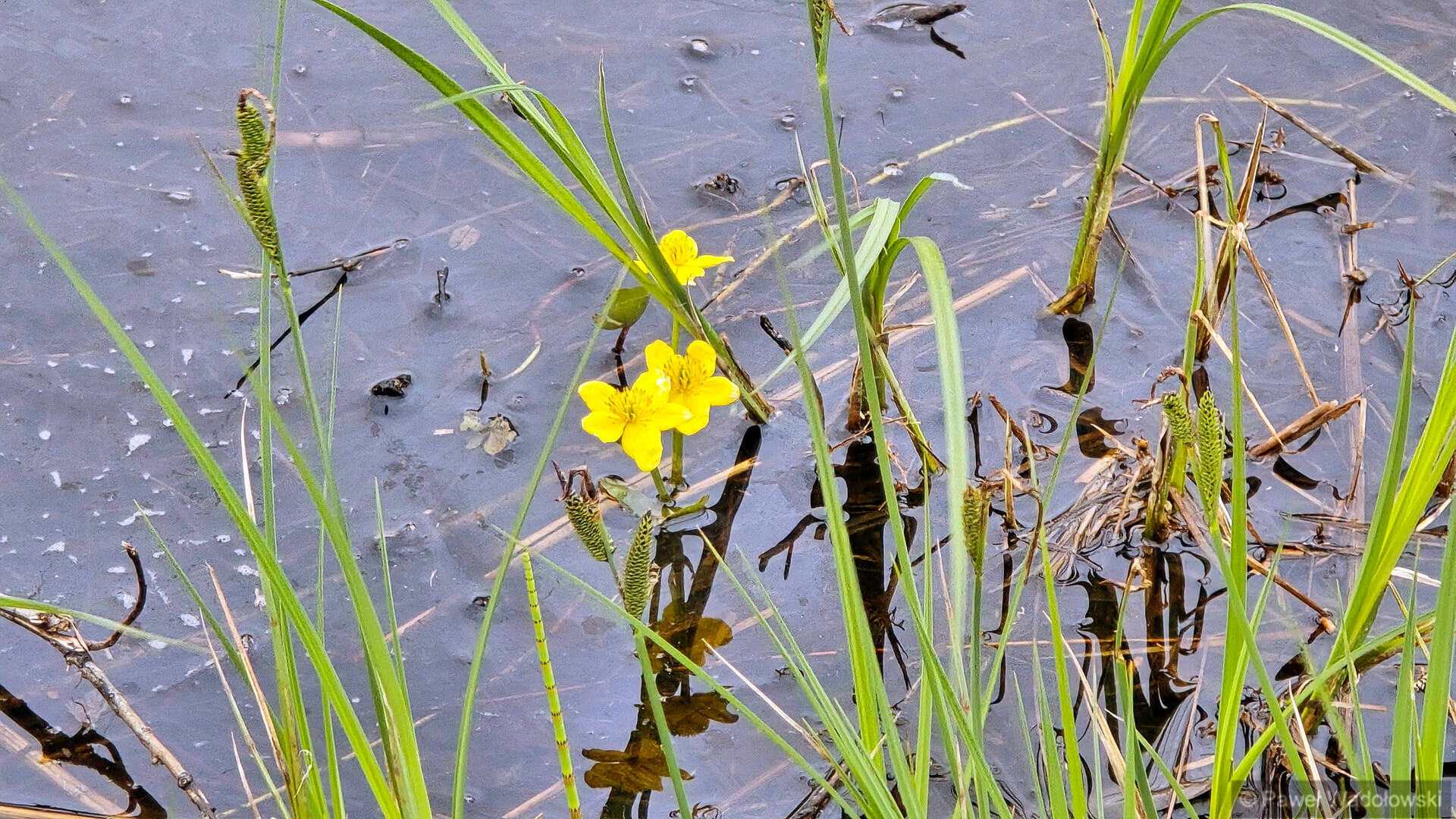 Propozycja dla miłośników przyrody: zostań wolontariuszem w Biebrzańskim Parku