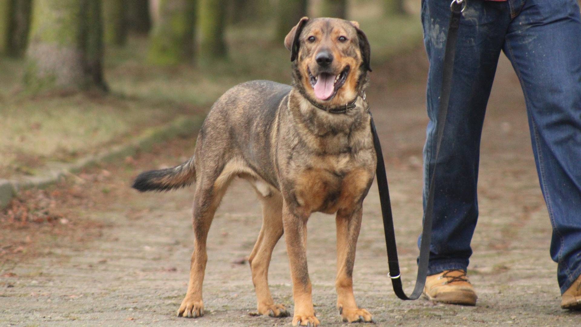 Lepsze warunki dla zwierząt z białostockiego Schroniska. Rozpoczęła się budowa lecznicy