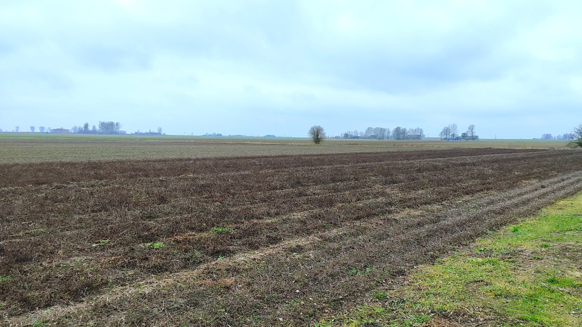 Jak ciepła zima i brak śniegu może wpłynąć na zbiory - 09.02.2025
