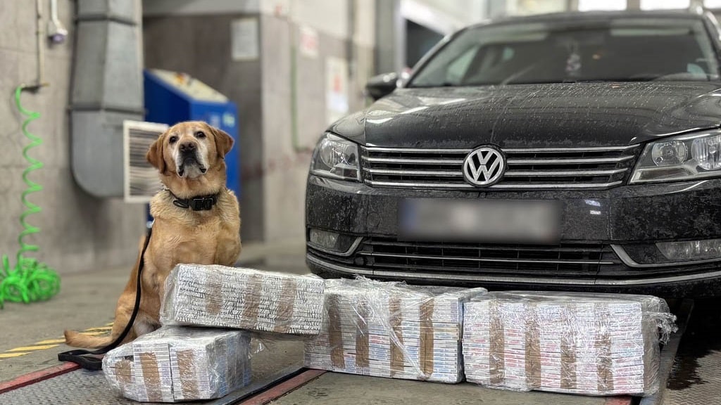 Labrador Odi, pies wyszkolony do wykrywania wyrobów tytoniowych, znalazł kontrabandę