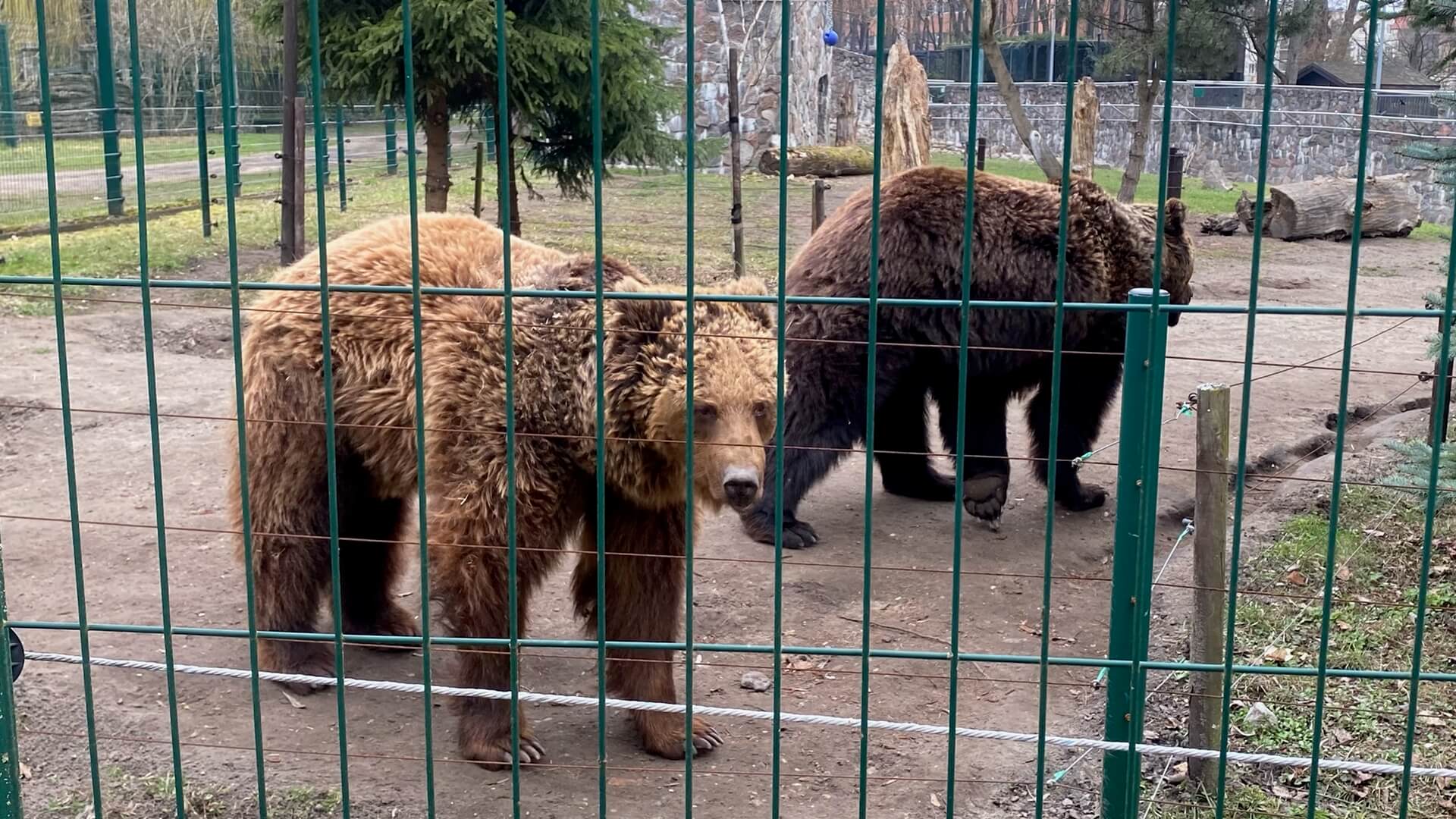 Niedźwiedzie Chip i Dale obudziły się po zimowej drzemce