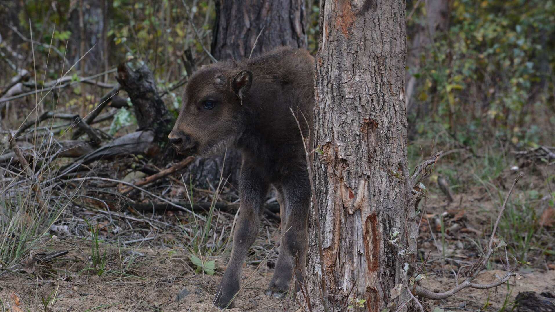 Wybierz imię żubrzykowi - jest 10 do wyboru