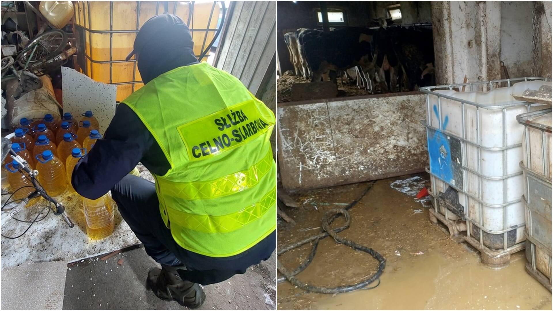 KAS zlikwidowała bimbrownię w oborze. W pomieszczeniach leżały martwe szczury [zdjęcia]