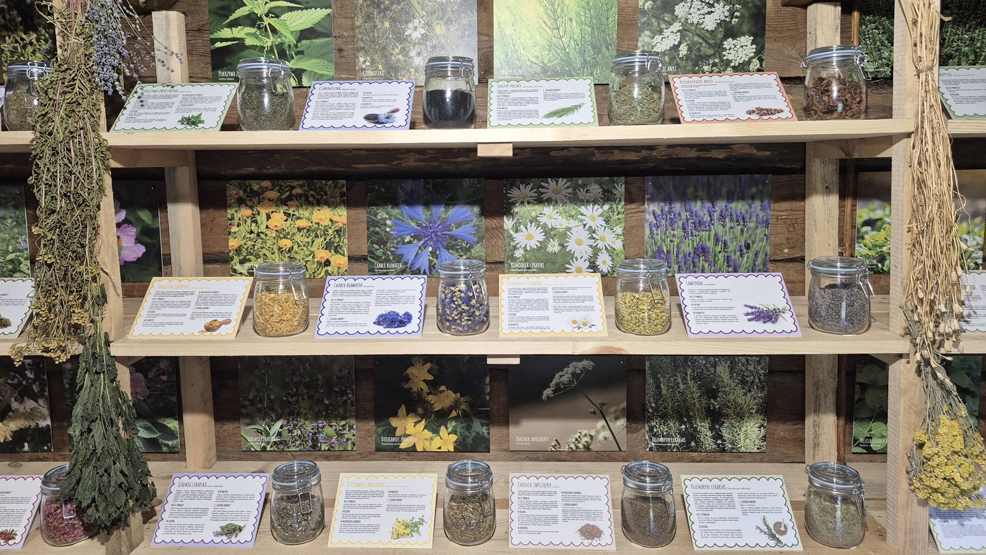 Zioła w kulturze ludowej - nowa wystawa w podlaskim muzeum