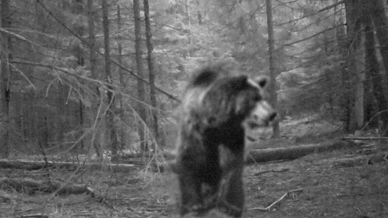 Czy w Wigierskim Parku Narodowym pojawił się niedźwiedź? Nie, misia nie ma i nie było. To był primaaprilisowy żart