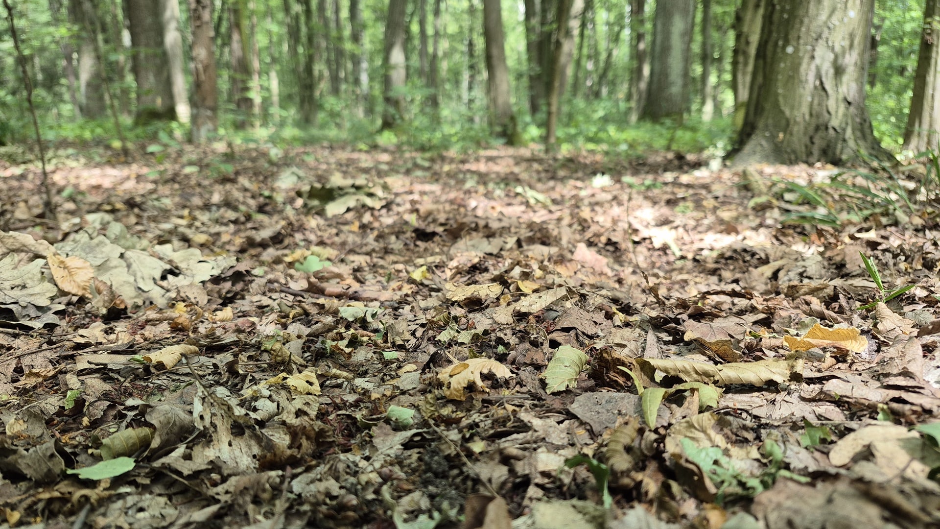 Sucho w lasach. Leśnicy apelują o ostrożność i rozsądek