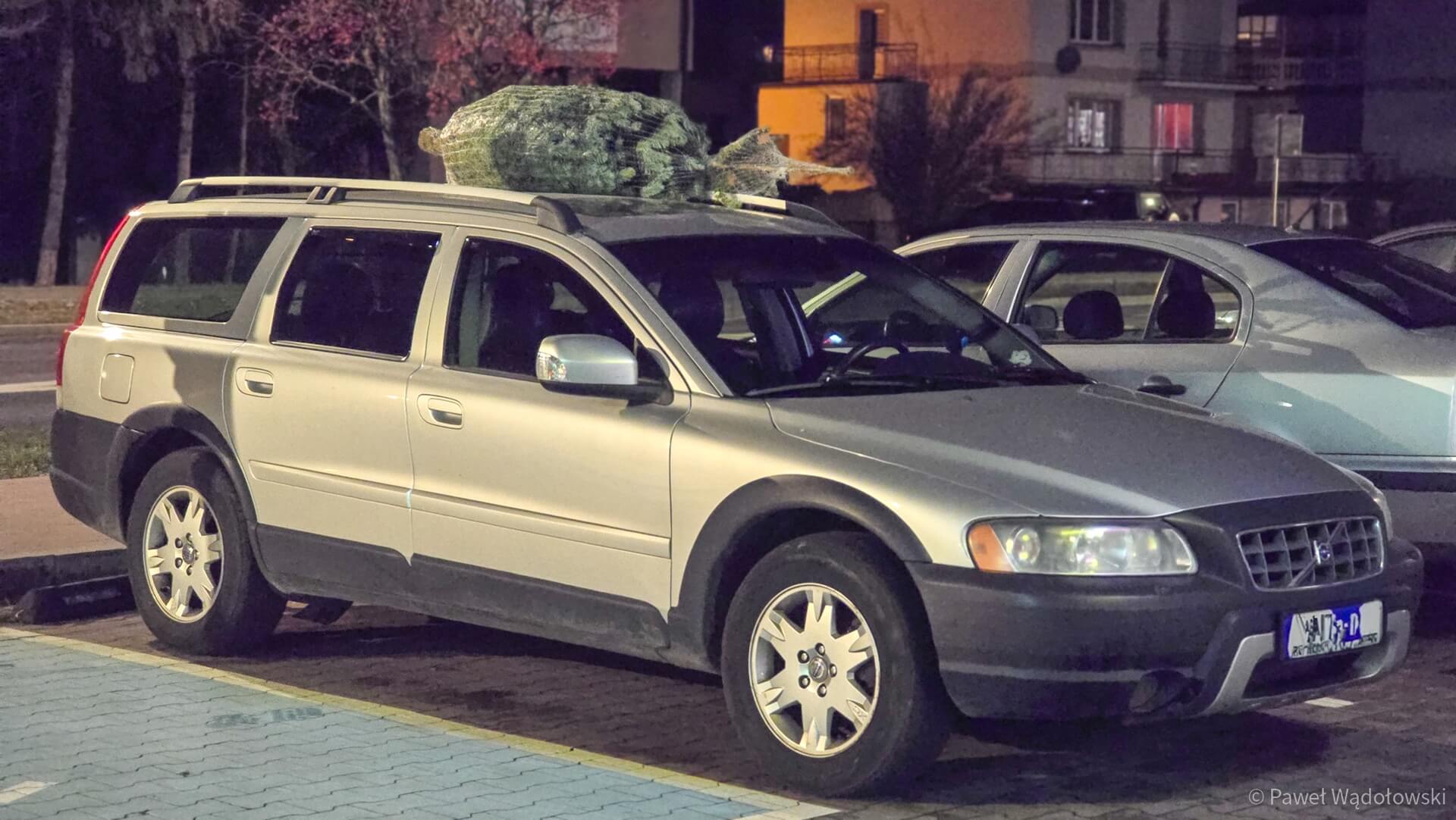 Wysokie kary za nielegalne wycięcie choinki z lasu