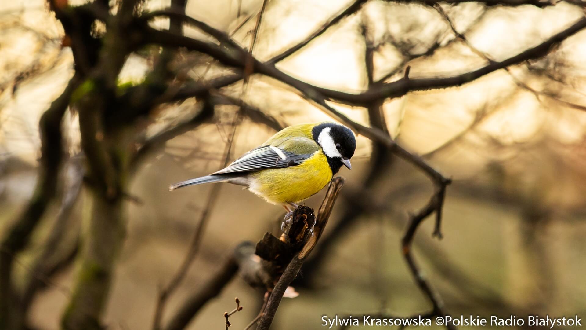 Ptaki - w tym roku wcześniej - rozpoczęły poranne koncerty