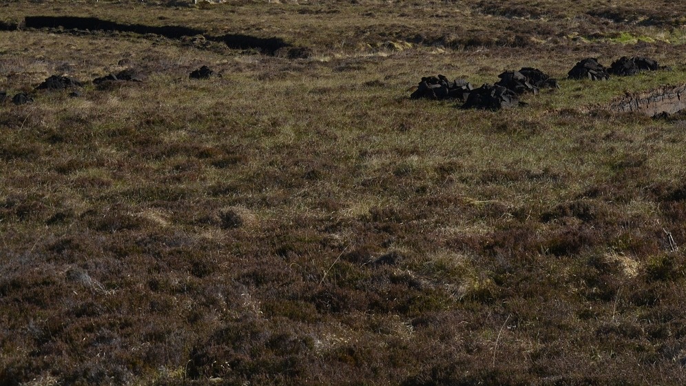 Dlaczego torfowiska są ważne?