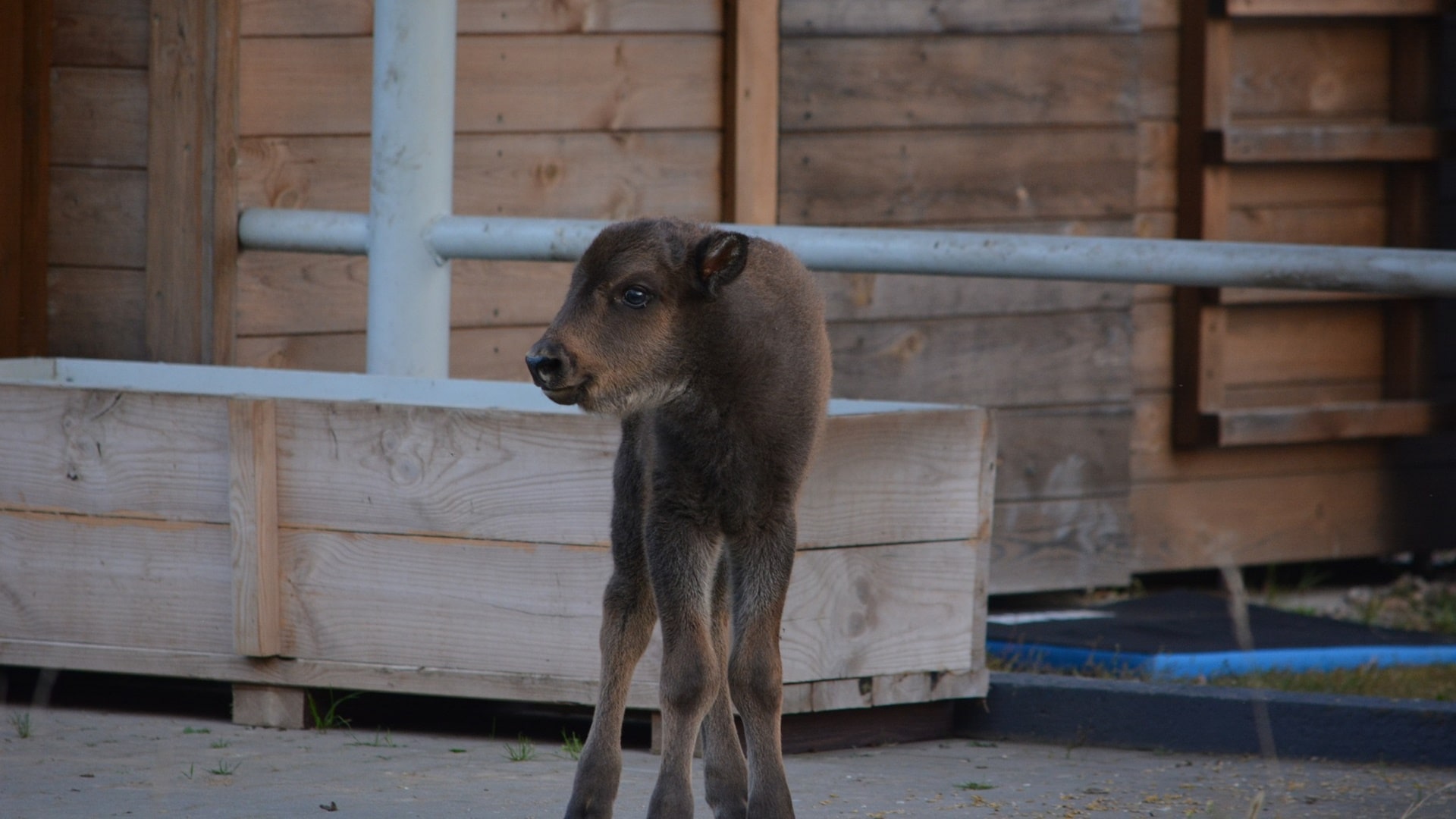 W Zagrodzie Pokazowej Żubrów w Kopnej Górze urodził się cielak