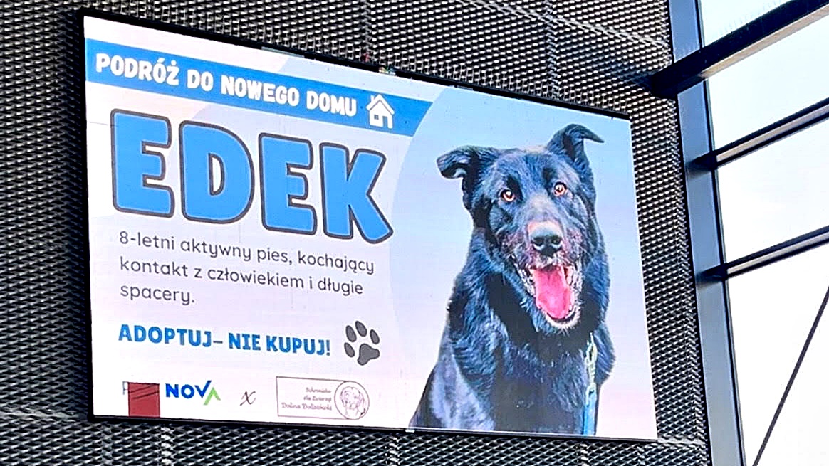 Nowa inicjatywa spółki PKS Nova i białostockiego schroniska dla zwierząt