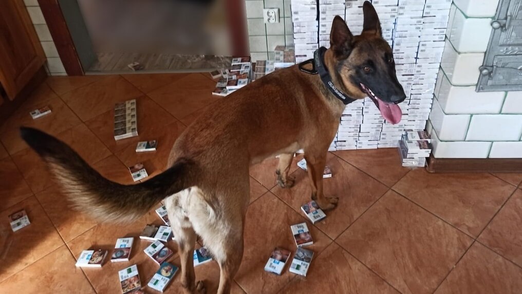 Hiena znalazła ukryte papierosy z kontrabandy