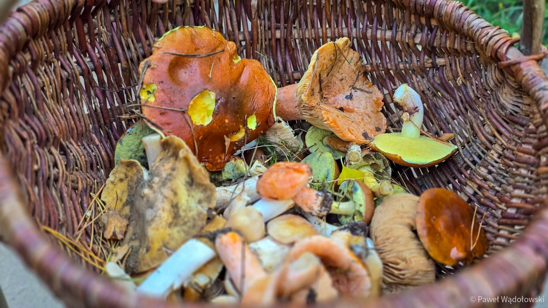 Grzyby wycinamy, wyrywamy czy wykręcamy? Mamy odpowiedź eksperta