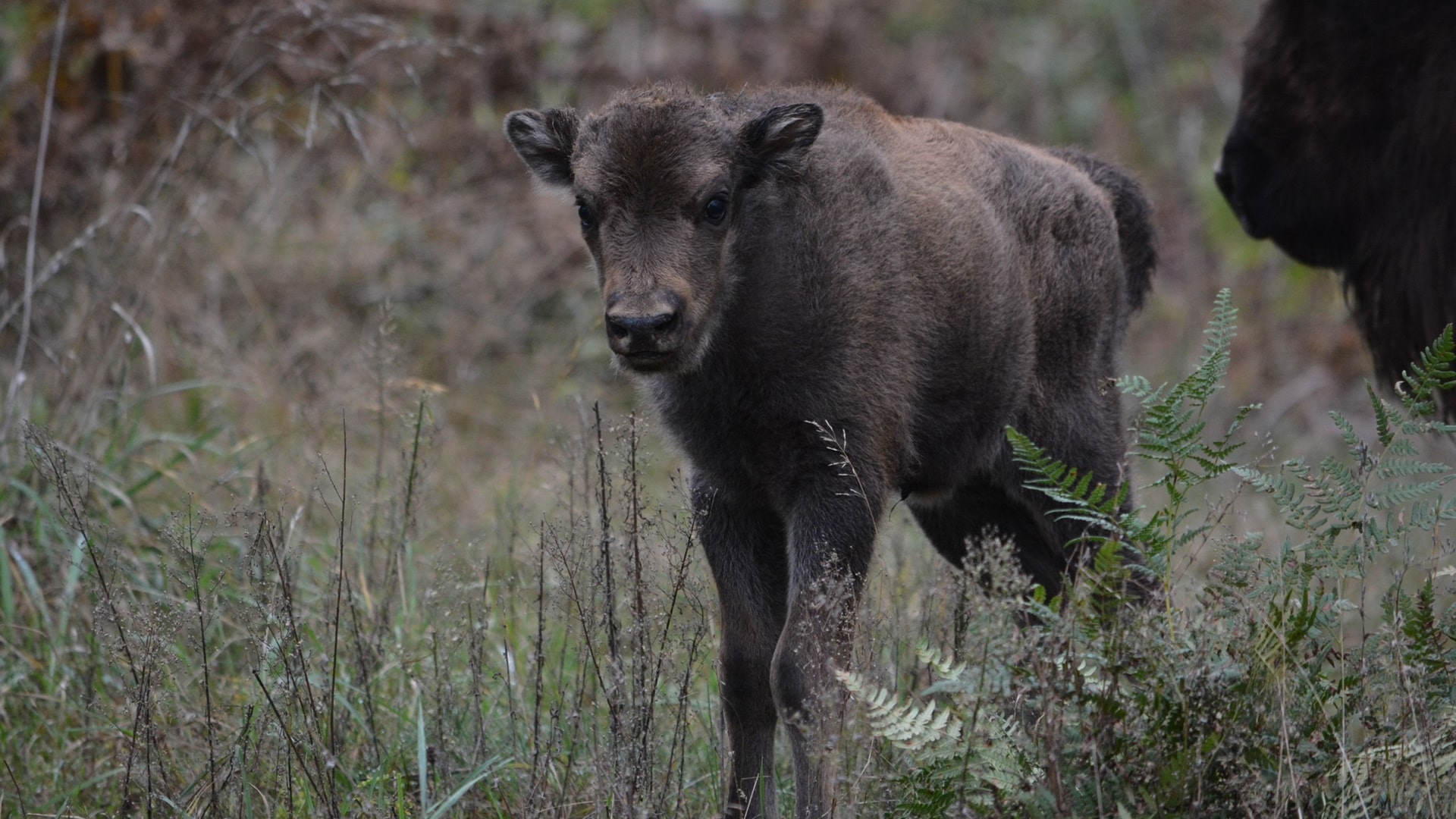 Mały żubr urodzony w Zagrodzie Pokazowej w Kopnej Górze ma już imię