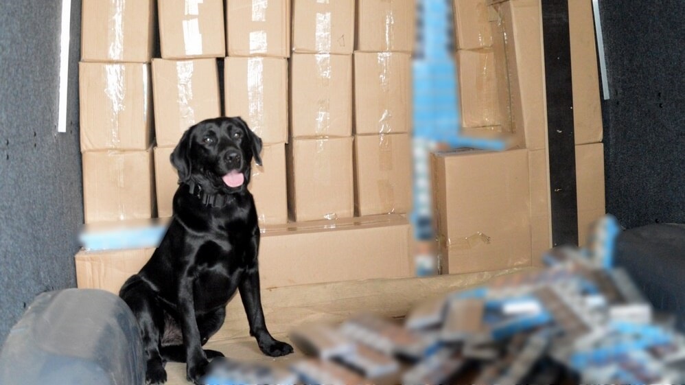 Denar pomógł znaleźć nielegalne papierosy