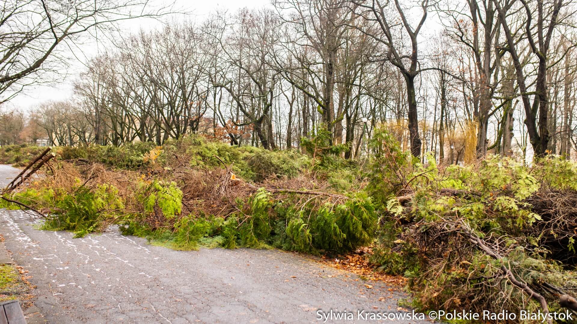"Bój w obronie tuj" - reportaż Dominiki Dębskiej [zdjęcia]