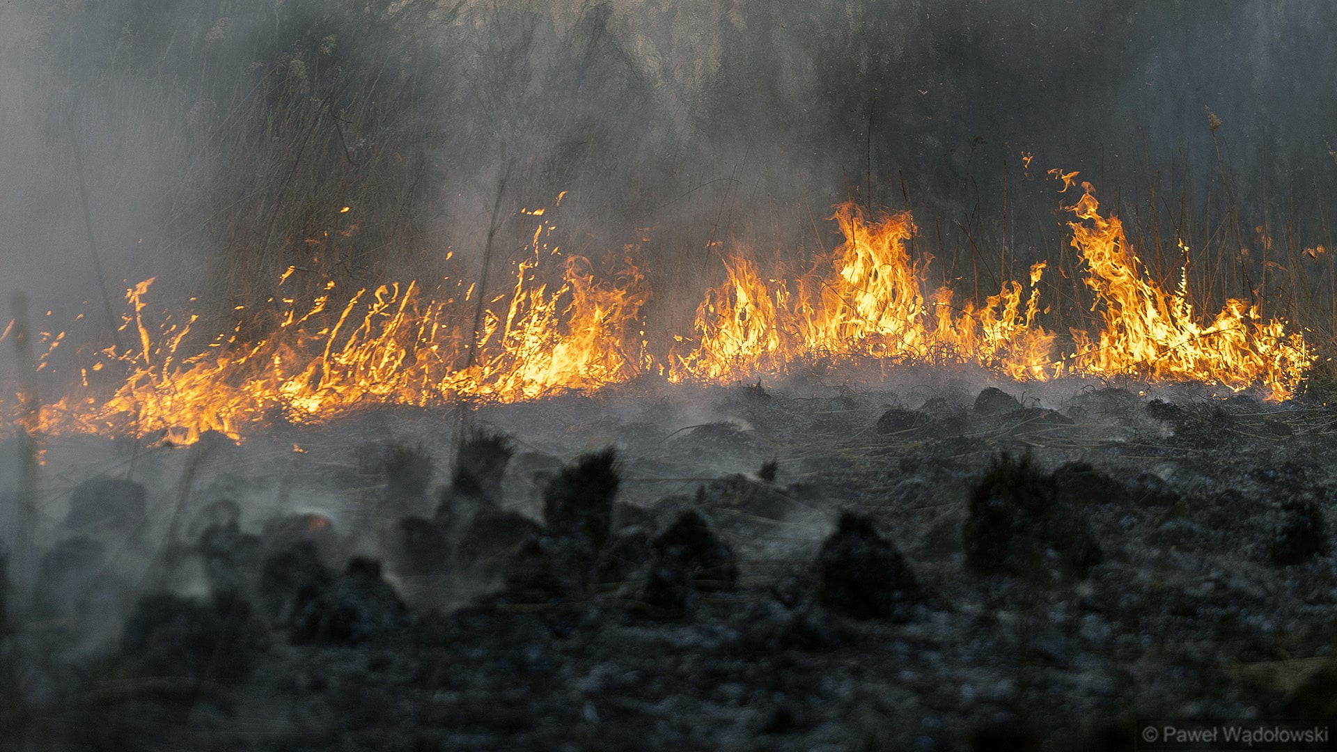 Ogień prawie ugaszony, sytuacja w Biebrzańskim Parku Narodowym jest stabilna [wideo]