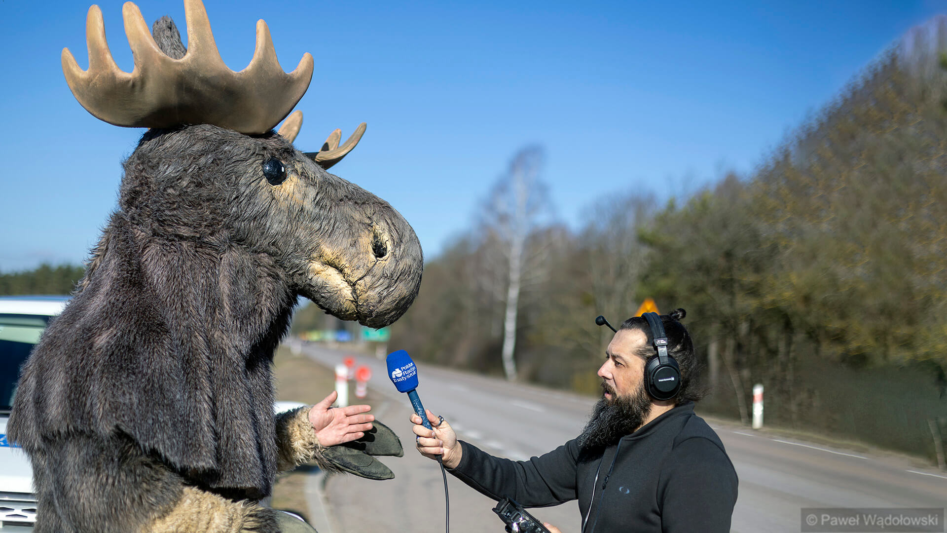 Uwaga na łosie! Przestrzegamy razem z Biebrzańskim Parkiem Narodowym [zdjęcia]