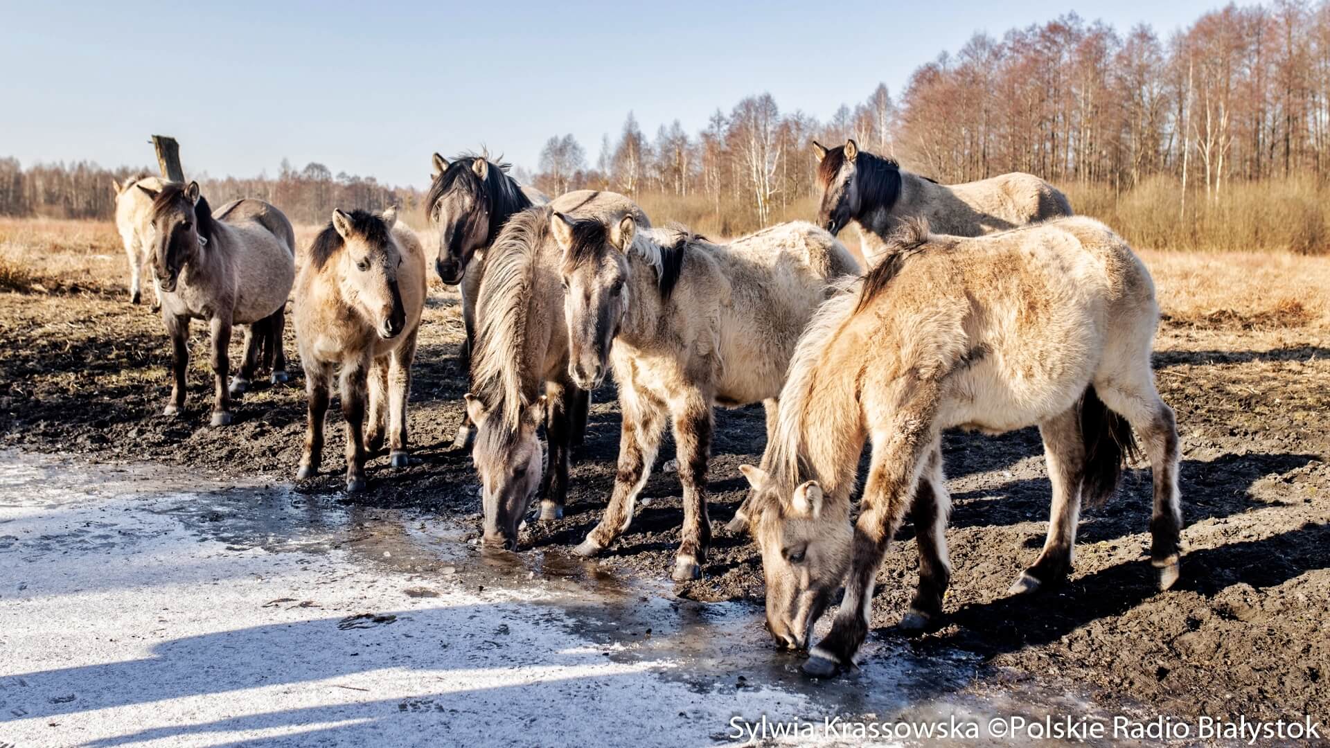 "Biebrzański tabun" - reportaż Dominiki Dębskiej [zdjęcia, wideo]