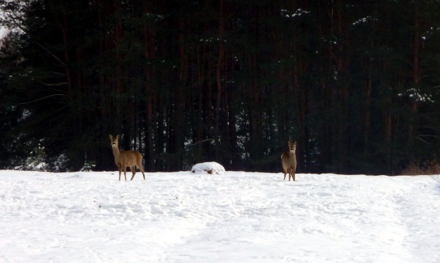 Przyrodnicze atrakcje w Biebrzańskim Parku Narodowym w czasie ferii