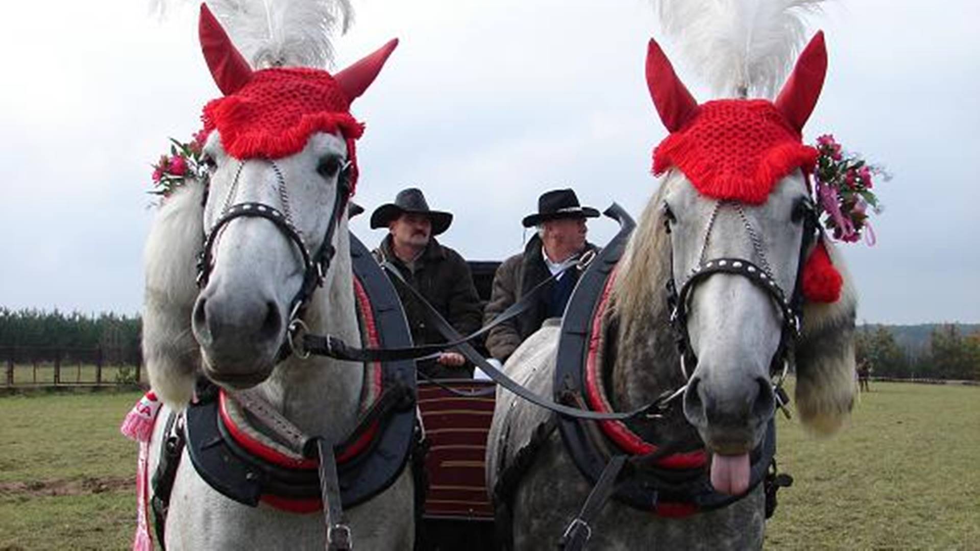 I Amatorskie Zawody w Powożeniu Zaprzęgami Konnymi Regionu Podlasia w Czyżewie