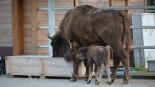W Zagrodzie Pokazowej Żubrów w Kopnej Górze urodził się cielak, źródło: Facebook Zagroda Pokazowa Żubrów w Kopnej Górze