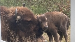 W Zagrodzie Pokazowej Żubrów w Kopnej Górze urodził się cielak, źródło: Facebook Zagroda Pokazowa Żubrów w Kopnej Górze