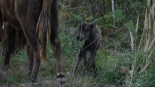 W Zagrodzie Pokazowej Żubrów w Kopnej Górze urodził się cielak, źródło: Facebook Zagroda Pokazowa Żubrów w Kopnej Górze